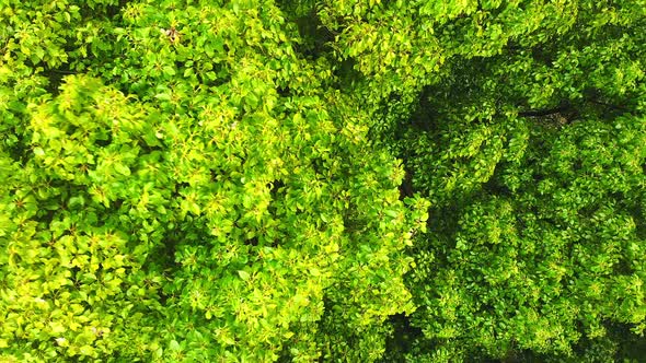 Green Foliage Background