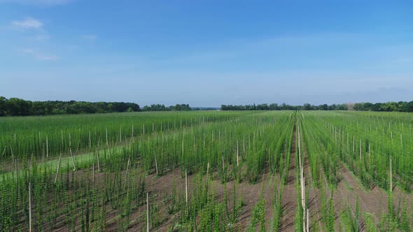 Hops Field at the Summer Aerial Panorama View alt