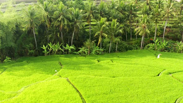 Looking down onto a rice terrace field