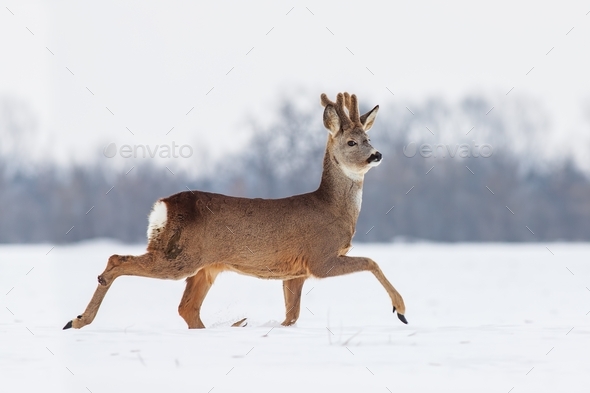 Roe deer Capreolus capreolus in winter on snow - Stock Photo - Images