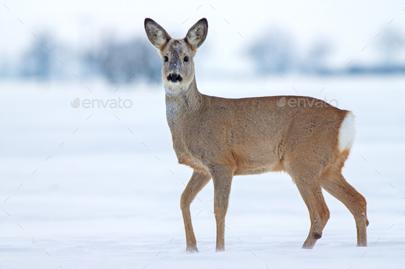 Roe deer Capreolus capreolus in winter on snow - Stock Photo - Images