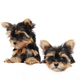 Yorkshire terrier puppy on white - PhotoDune Item for Sale