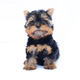 Yorkshire terrier puppy on white - PhotoDune Item for Sale