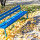 bench at lawn covered with fallen yellow leaves - PhotoDune Item for Sale