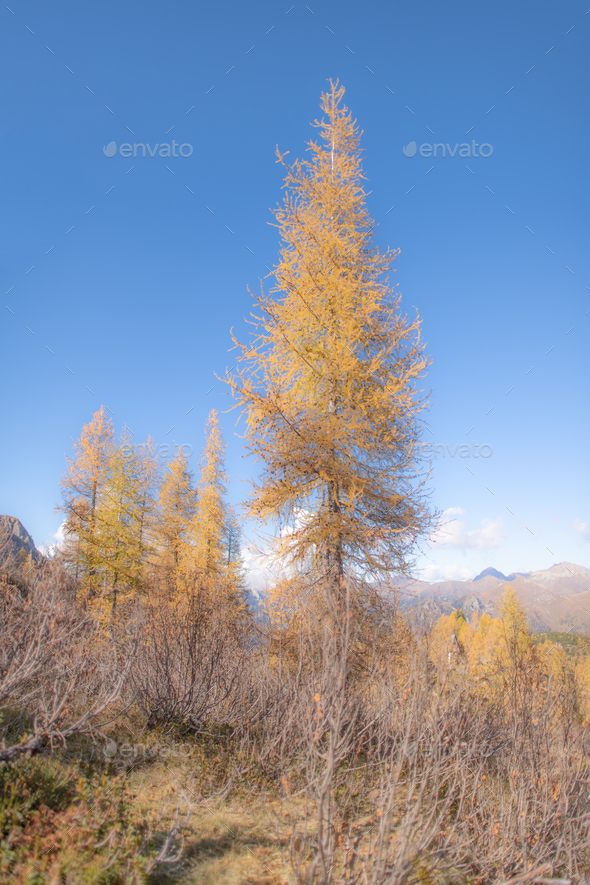 High larch - Stock Photo - Images