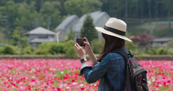 Woman take photo on cellphone in poppy flower garden  alt
