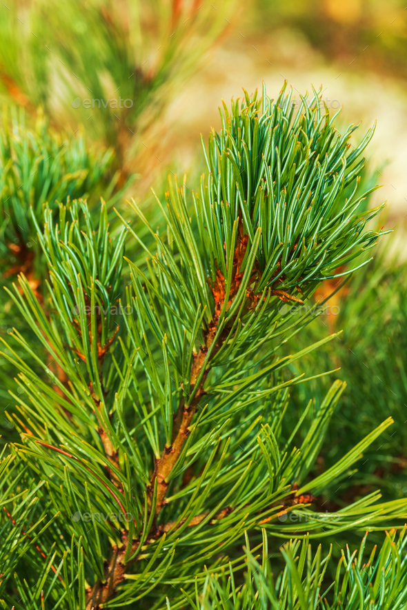 Needles of branch Stone Pine Pinus Pumila. Vertical close-up natural floral background on sunny day - Stock Photo - Images
