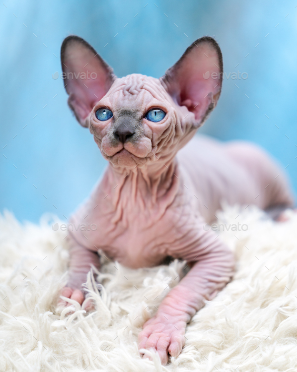 Female Canadian Sphynx Cat kitten looking at camera, lying down on ...