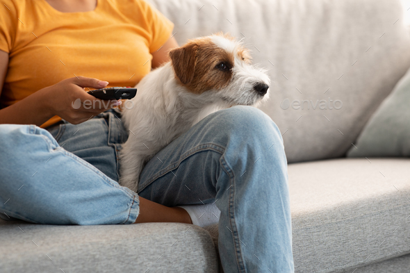 Sweet jack russel dog watching TV with its female owner - Stock Photo - Images