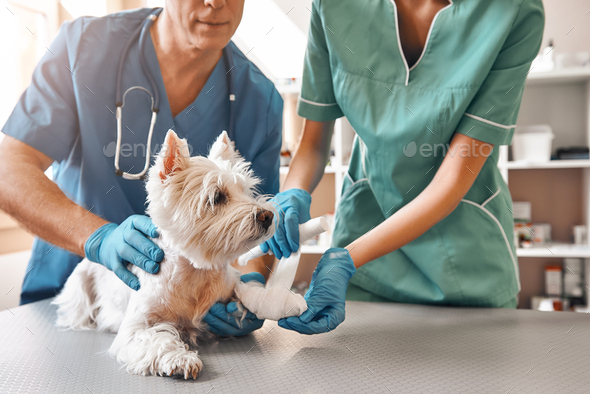 We are always here to help. A team of two veterinarians in work uniform bandaging a paw of a small