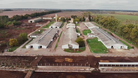 Industrial agriculture cowshed barn with lots of cow, aerial drone view. Agronomy concept alt