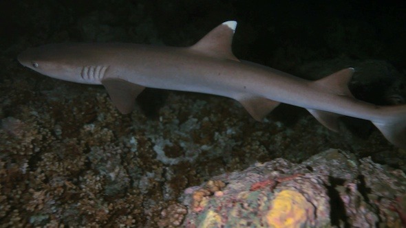 Whitetip Reef Shark (Triaenodon Obesus) at Night