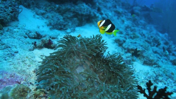 Ocellaris Clownfish (Amphiprion Ocellaris)
