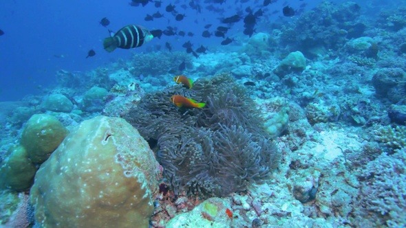 Maldive Anemonefish (Amphiprion Nigripes)