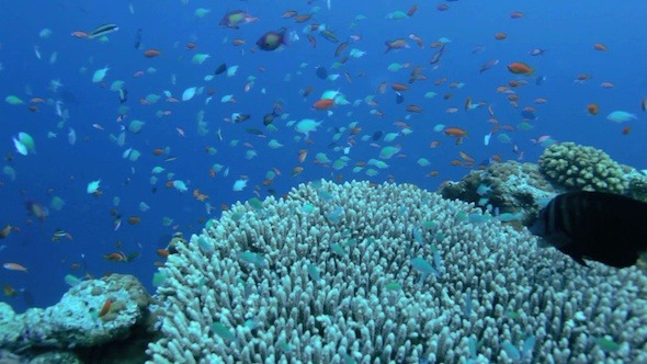 Small Fishes Around Hard Coral, Maldives 3