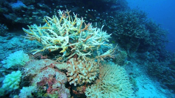 Small Fishes Around Hard Coral, Maldives 2