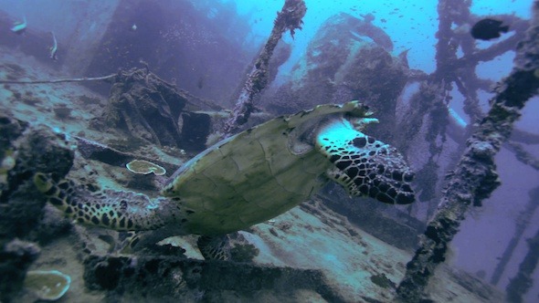 The Hawksbill Turtle (Eretmochelys Imbricata) 