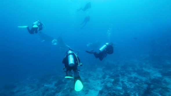 Divers Meet Mantas On Ari-Atoll Manta Point