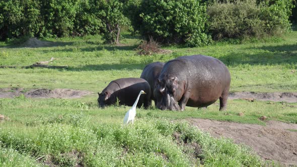 Two Hippos with a baby grazing next to a river  alt