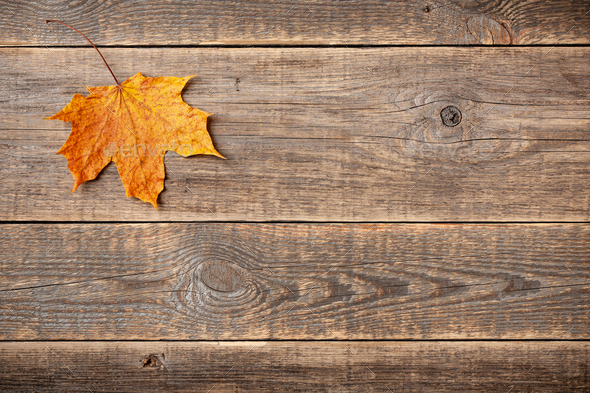 Autumn background with fall maple leaf on wooden background - Stock Photo - Images