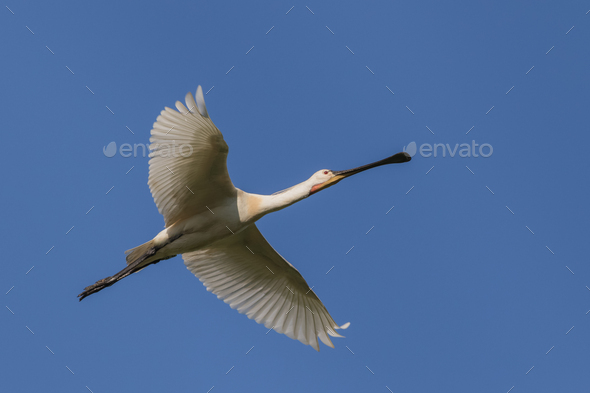 Common Spoonbill in flight - Stock Photo - Images