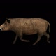 Wild Boar Walk - VideoHive Item for Sale