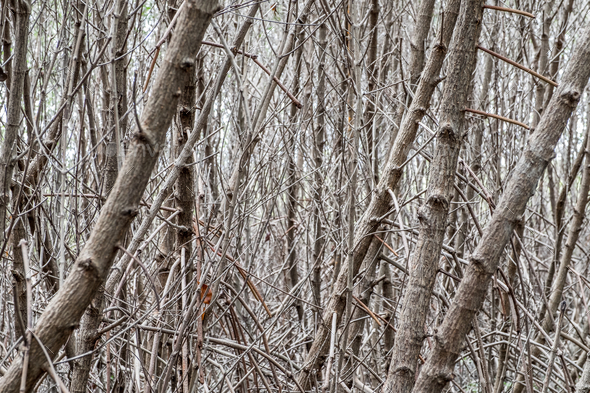 Close up tree branch Mangrove forest in dark tone color,Nature texture  background Stock Photo by Weedezign_photo