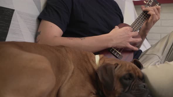 young man with his dog on the couch playing the ukulele relaxed alt