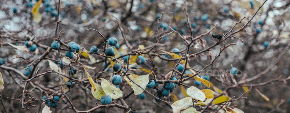 Ripe sloe berries with green leaves on bush branches in the autumn