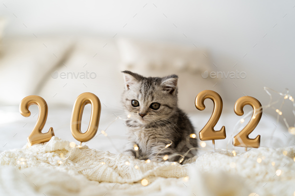 A cute tabby kitten of the sits on a knitted blanket. Good New Year spirit. Happy New Year