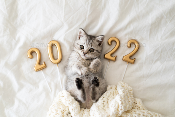 A cute tabby kitten of the sits on a knitted blanket. Good New Year spirit. Happy New Year