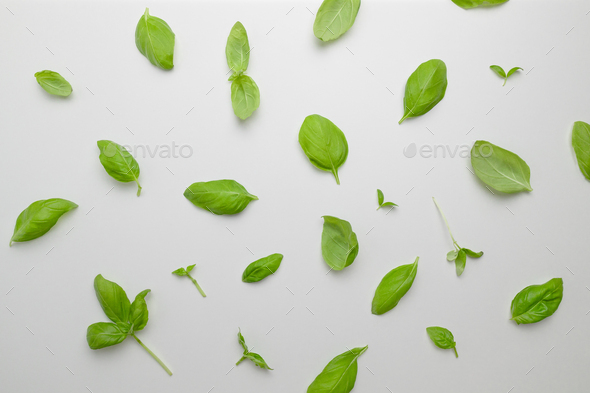 Fresh green basil leaves pattern isolated on white background. Top