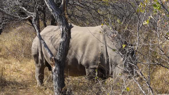 Close up of Solidary Rhino grazing in the bushes in Botswana with one horn removed alt