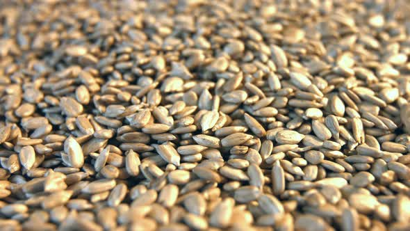 Shelled Sunflower Seeds alt