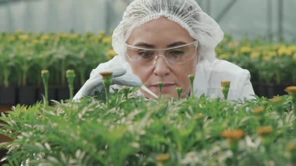 Agricultural Scientist Doing Research on Plants in Hothouse alt