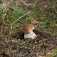 Boletus edulis in natural habitat - PhotoDune Item for Sale