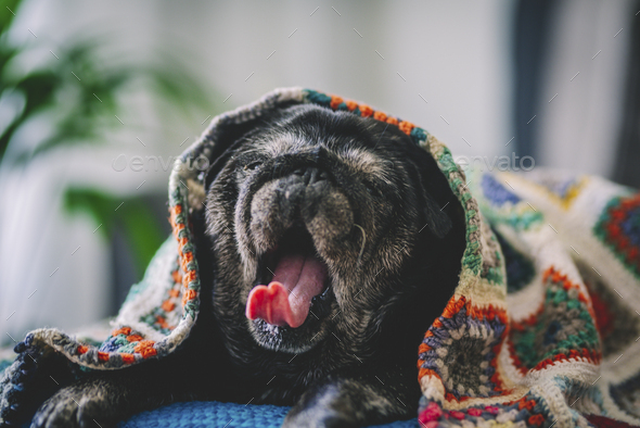 Funny expression of tired black pug dog lazy on the sofa with colorful blanket. Domestic animal