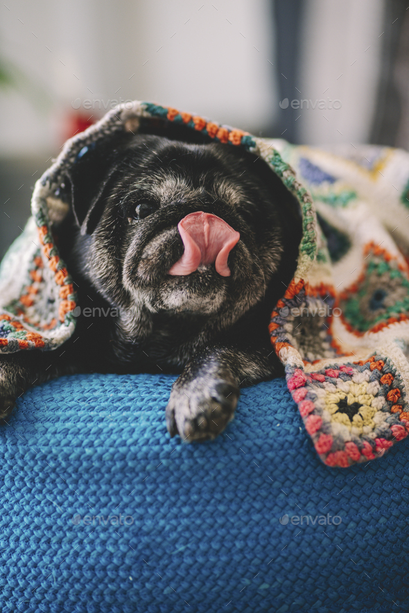 Funny and lovely dog pug portrait licking nose with tongue laying under a colorful blanket at home
