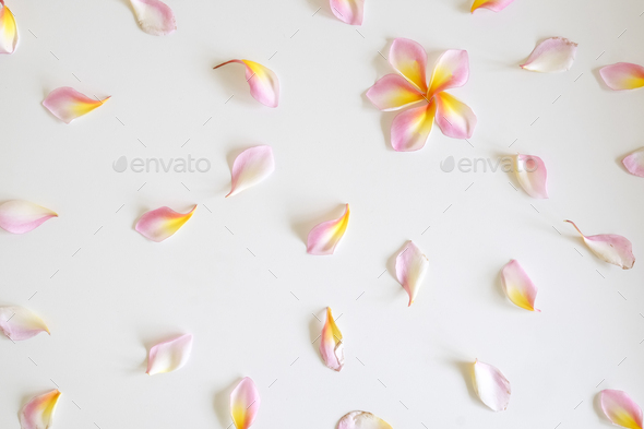 Flat lay top view Wallpaper pattern of plumeria flowers laying on white  background. Stock Photo by prathanchorruangsak