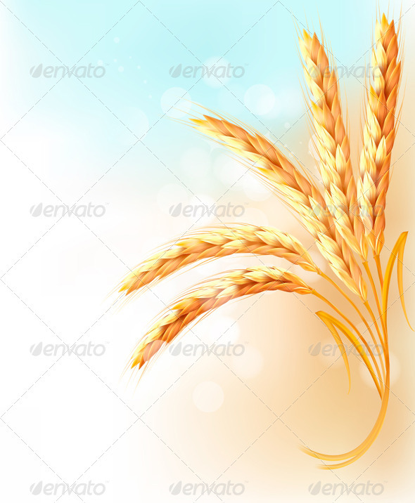 Ears of wheat in front of blue sky - Flowers & Plants Nature