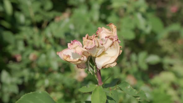 Wilted Rose Petals in a Green Garden