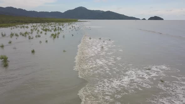 Wave hit the mangrove trees alt