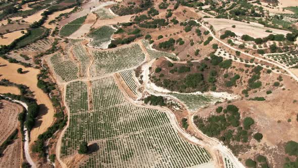 Aerial View of Grape Plantation on Sunny Day in Cyprus alt