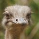 Ostrich Head - VideoHive Item for Sale