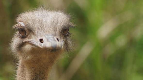 Ostrich Head