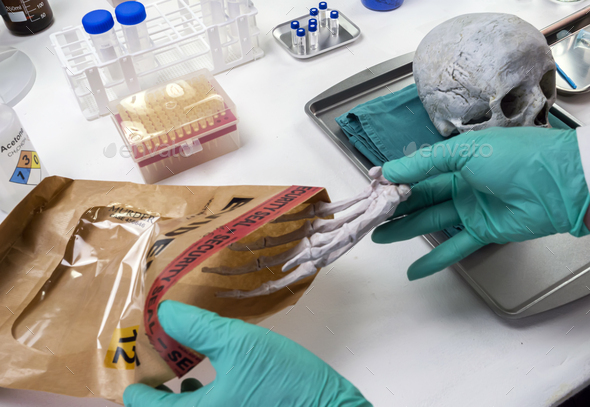Forensic scientist removes right hand of human skeleton from evidence bag