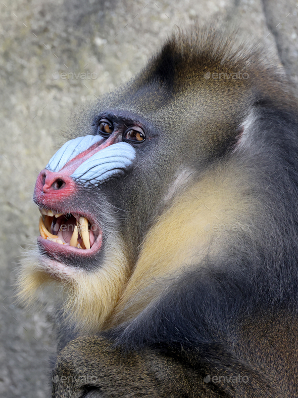 Mandrill (Mandrillus sphinx) monkey close up image Stock Photo by Edwin ...