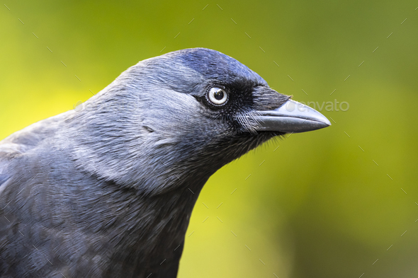 close up profile of a black jackdaw (Corvus monedula) - Stock Photo - Images