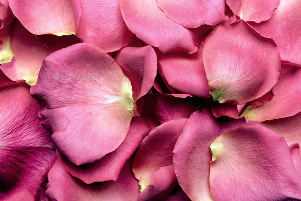 Rose flower petals on pink background Stock Photo by fotyma