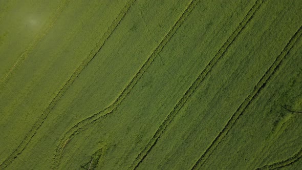 Drone is Flying Up with Rotation Over the Green Field alt